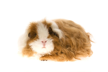 Image showing guinea pig - texel