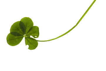 Image showing Five Leaf Clover isolated on the white background