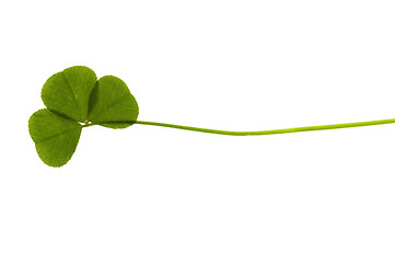 Image showing Three Leaf Clover isolated on the white background