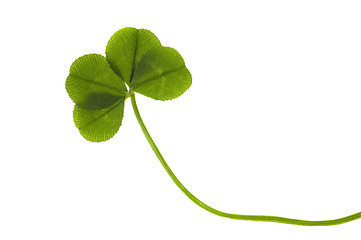 Image showing Four Leaf Clover isolated on the white background