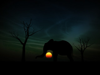 Image showing Elephant Sunrise 