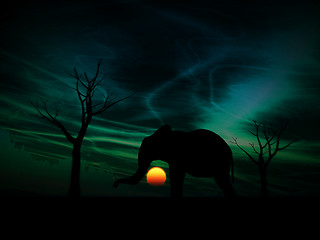 Image showing Elephant Sunrise