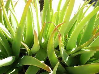 Image showing Close Up Aloe Vera Plant 