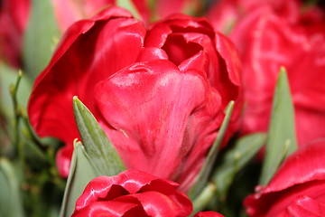 Image showing Tulip