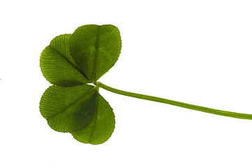 Image showing Four Leaf Clover isolated on the white background