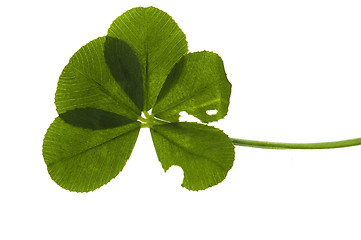 Image showing Five Leaf Clover isolated on the white background