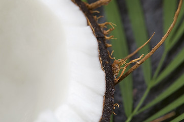 Image showing coconut and palm leaf. exotic scene