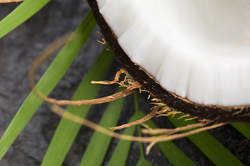 Image showing coconut and palm leaf. exotic scene