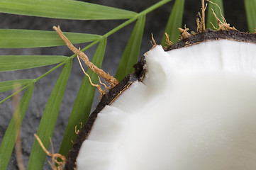 Image showing coconut and palm leaf. exotic scene