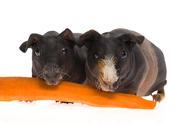 Image showing skinny guinea pigs with carrot on white background