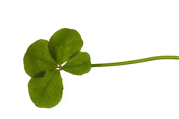 Image showing Four Leaf Clover isolated on the white background