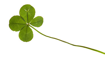 Image showing Four Leaf Clover isolated on the white background