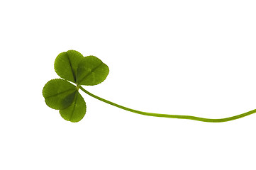 Image showing Four Leaf Clover isolated on the white background