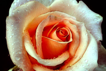 Image showing rose