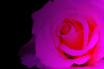 Image showing rose