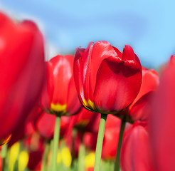 Image showing red tulips