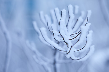 Image showing blue branch