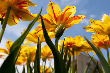 Image showing Tulips Victoria