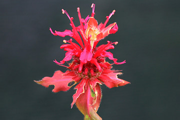 Image showing monarda