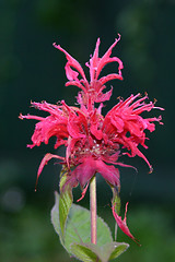 Image showing monarda