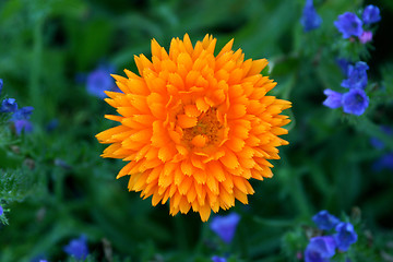 Image showing calendula