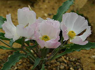 Image showing anemone