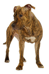 Image showing Dog on a white clean background