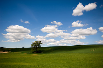 Image showing Tree on hill