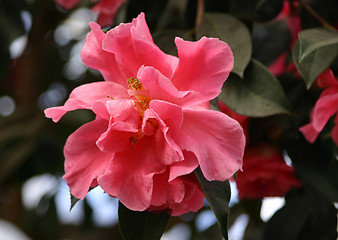 Image showing hibiscus