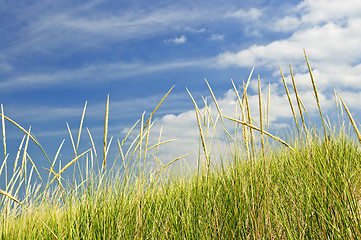 Image showing Tall grass on sand dunes