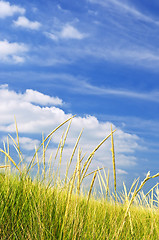 Image showing Tall grass on sand dunes