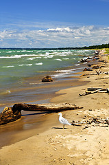 Image showing Beach with driftwood