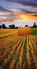 Image showing Golden sunset over farm field