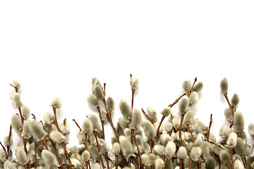 Image showing Catkins