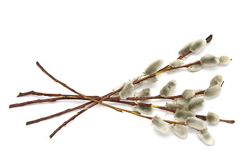 Image showing Catkins