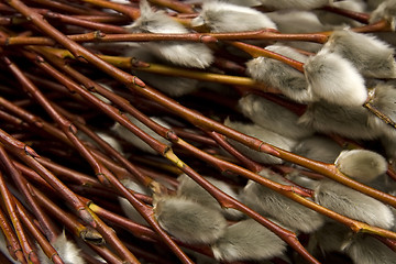 Image showing Catkins