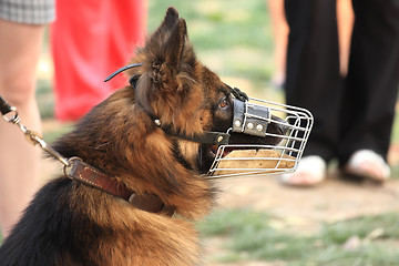 Image showing Dog portrait