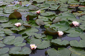 Image showing waterlilies