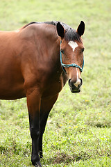 Image showing Horse portrait