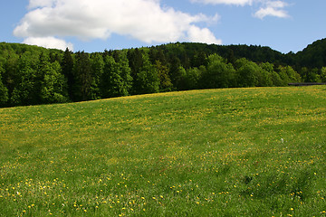 Image showing meadow with dandelions