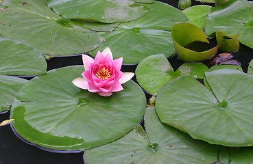 Image showing waterlily