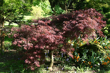 Image showing part of the garden