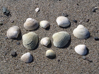 Image showing shell