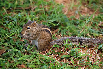 Image showing Palm Squirrel