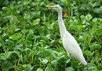 Image showing White Egret