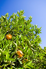 Image showing Orange tree