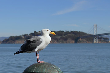 Image showing Seagull