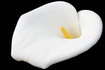 Image showing White calla on black backgroun