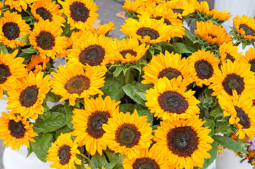 Image showing Sunflowers