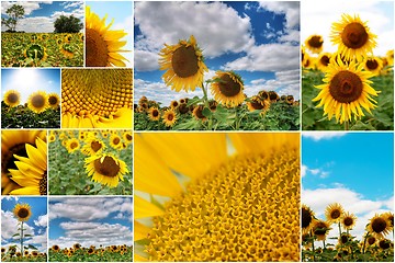 Image showing Sunflowers collage